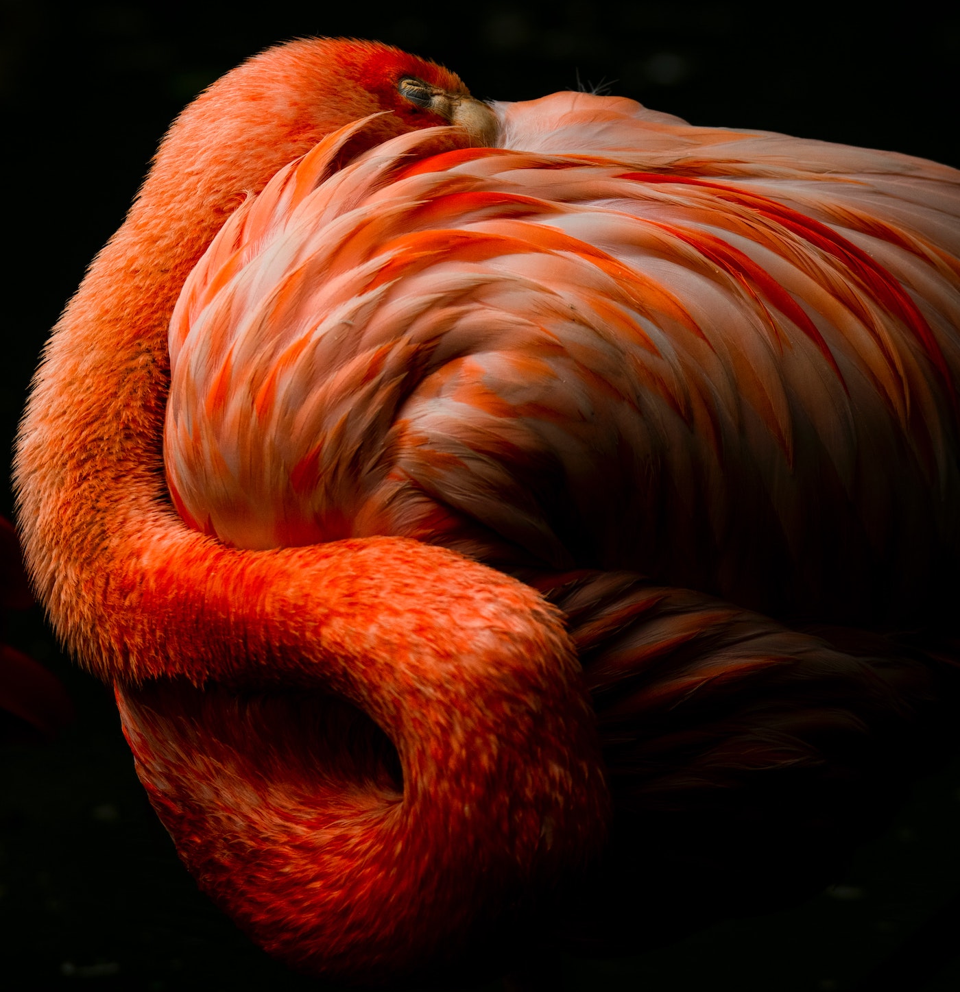 Flamingo Portrait