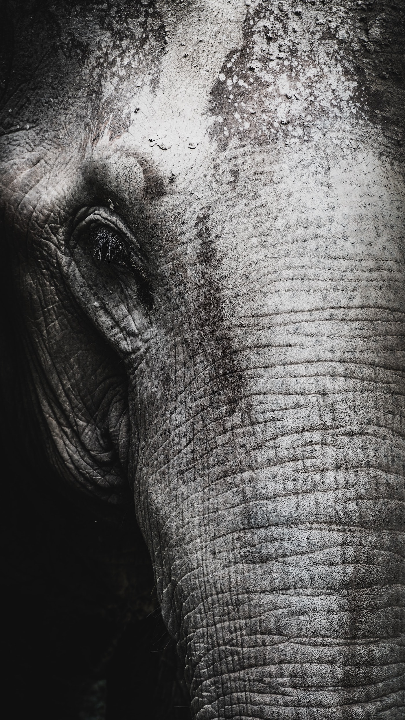 Elephant Up Close