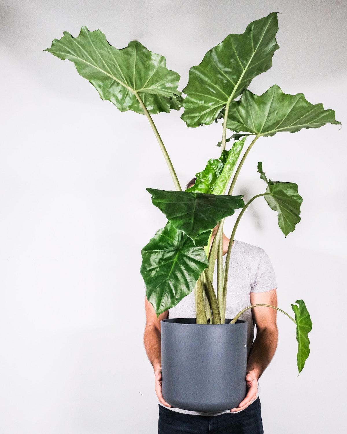 Alocasia Portodora 